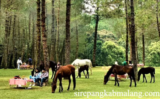 Wisata Jungle Milk Jayagiri: Alam Sejuk di Lembang